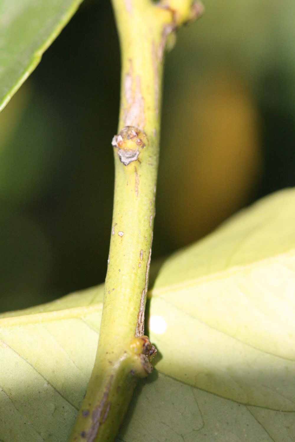            First year twig (Persian SPB-7, Riverside, CA)   